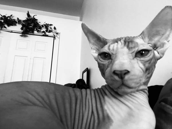 Purebred sphinx63844234164993121
