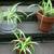 Spider plants 2 thumbnail
