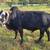 Corriente/Zebu Bull Calf 4 thumbnail