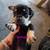 Deer head Chihuahua 17 thumbnail