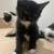 2 Month Female & Male kittens 2 thumbnail