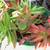 Closing Nursery low price plants Open 9-5 in Capitola 14 thumbnail
