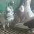 PIGEONS 1 thumbnail