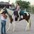 Paint Horse For Sale 4 thumbnail