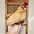 12 Puerto Rican Bantam Kikiriki Eggs for Hatching 1 thumbnail