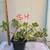 Assorted  plants/succulents/aloe vera/jade 10 thumbnail