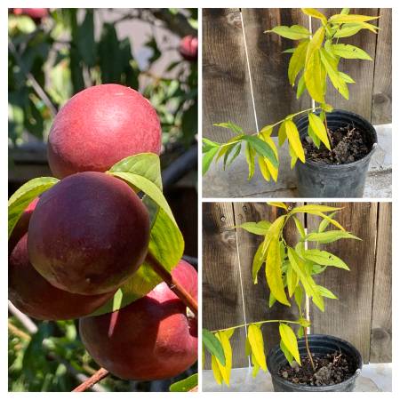 Leafy Yellow Nectarine live fruit tree in 1 Gallon Pot - $15 (san jose north)634714796226591226