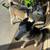 2 husky rehoming 4 thumbnail