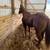 AQHA Gelding 1 thumbnail