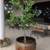 Wine Barrels and Planters for Sale 3 thumbnail