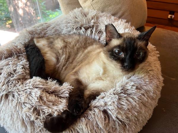 Volunteers needed for Cat Rescue (Eugene)64145648787203121