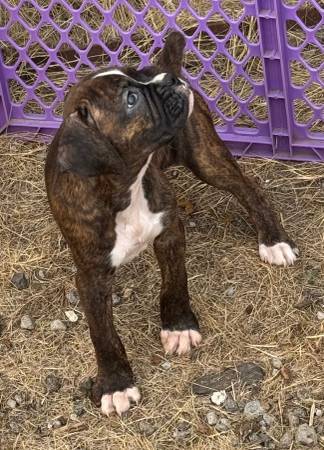 Boxer Puppy and (Yamhill)63842372956931123