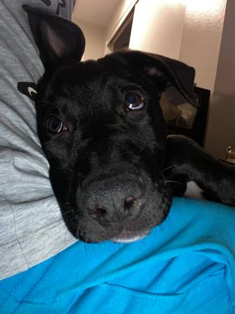 Cachorro de 4 meses (Portland)