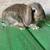 Holland Lop Bunnies 6 thumbnail