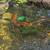 5 Koi - very large - about 16 inches 8 thumbnail
