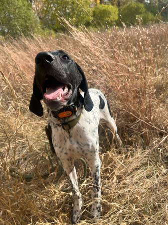 7 month old GSP (Brookings)64667265118978122
