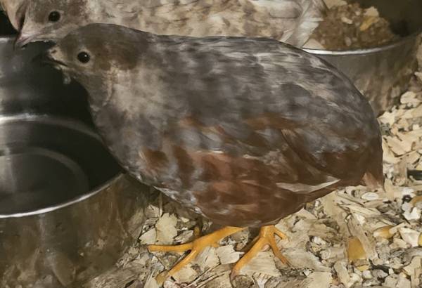 Mandarin duck, button quail, roos 1