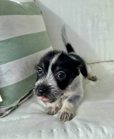Mini Chizer (Tacoma)64032357904771121