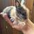 Baby bunnies lionhead 1 thumbnail