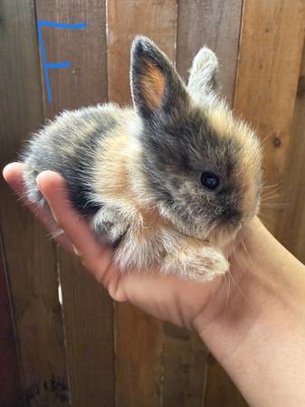 Baby bunnies lionhead 1
