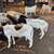 BORREGOS, SHEEPS, CHIVOS, GOATS FOR SALE 18 thumbnail