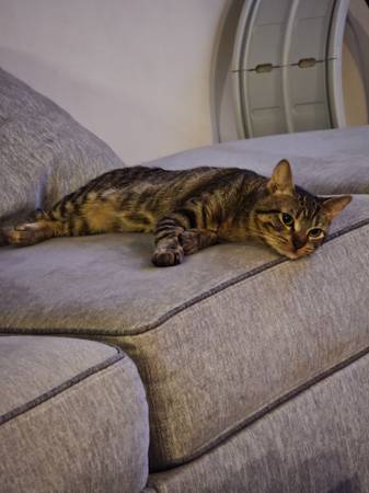 Rehoming 1 year old cat (Woodstock, GA)63881507363715122