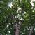 Yellow transparent apple tree 5 thumbnail