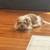 puppy 1 thumbnail