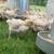 Experienced Farm Hand for Hire, Horses, Livestock, Gardens 11 thumbnail