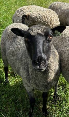 4 year old Gotland/Icelandic ewe 1