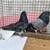Nikolaev pigeons high-flying butterflies 11 thumbnail