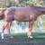 Trail gelding 6 thumbnail