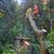 Affordable Tree Care (San Rafael) 11 thumbnail