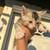 Polydactyly kittens 13 thumbnail