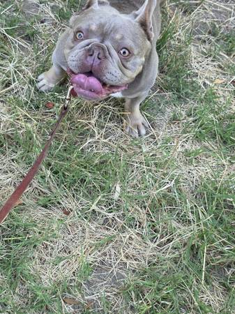 Frechie (Petaluma)63941611977219122