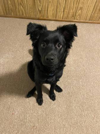 still looking my dog ran away from home (aurora)63679569884289120