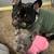 French Bulldog 2 thumbnail