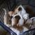 Beautiful Labrador puppies 4 thumbnail