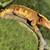 Crested geckos 2 thumbnail
