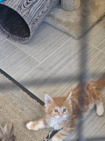Maine coon kittens63848874425219120