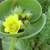 EcoGro's WEIRD PLANTS. SO WEIRD!  Beneficial Bugs Class...Free! 18 thumbnail