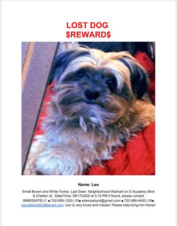 PLEASE HELP ME FIND MY DOG! (Colorado Springs, Colorado)63920762393475121