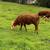 Young Miniature Hereford Cow 2 4 thumbnail