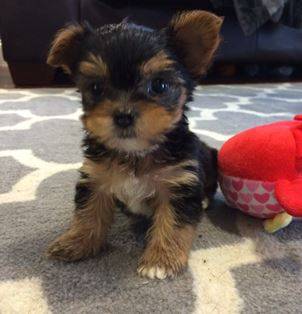 sweet babies-------yorkie puppy 1