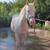 6 yo Quarter Pony 2 thumbnail