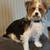 Yorkshire terrier 2 thumbnail