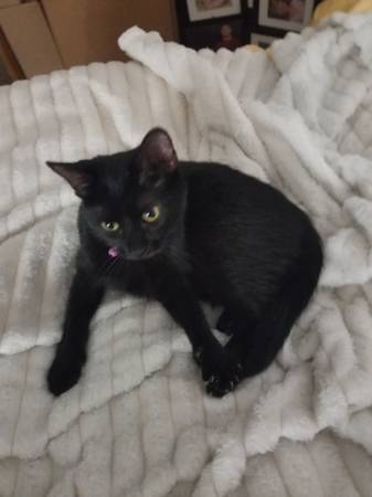 1 yr old cat (Columbus)545915477102448641