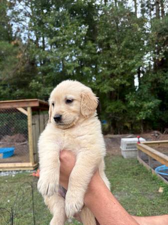 Rehoming golden retriever puppies (New Bern)63897334449666121