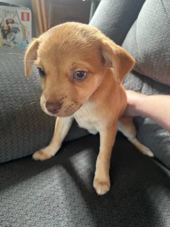 Oops litter male es ahora macho fijo cachorros mestizos de Chihuahua (Oakhurst)63859313386755121