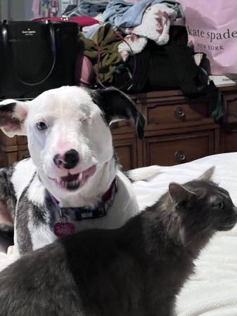 Lost dog (FEDERAL WAY)64032525122305121